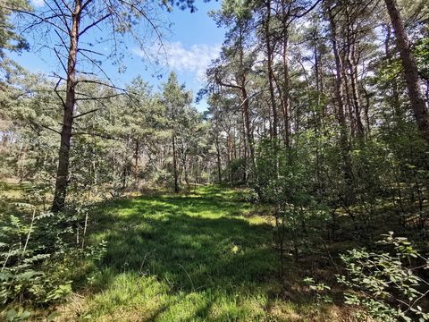 MTB-route Diever - Hoogersmilde, Drents-Friese Wold — foto 2