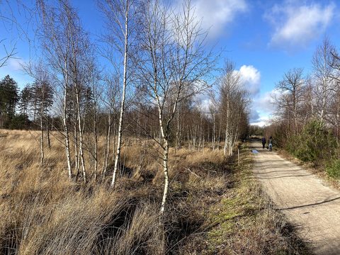 MTB-route Dwingeloo, Dwingelderveld — foto 2