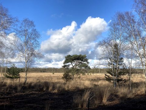 MTB-route Dwingeloo, Dwingelderveld — foto 4