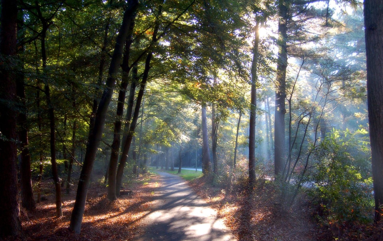 MTB-route Emmen (Valtherbos/Emmerdennen), Hondsrug — foto 1