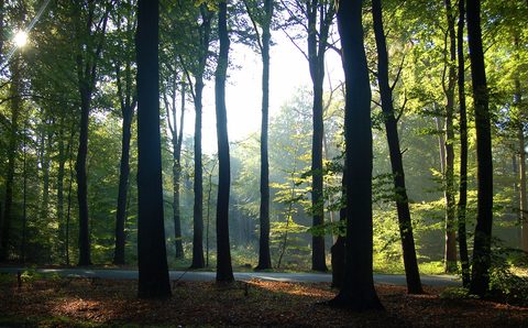 MTB-route Emmen (Valtherbos/Emmerdennen), Hondsrug — foto 2