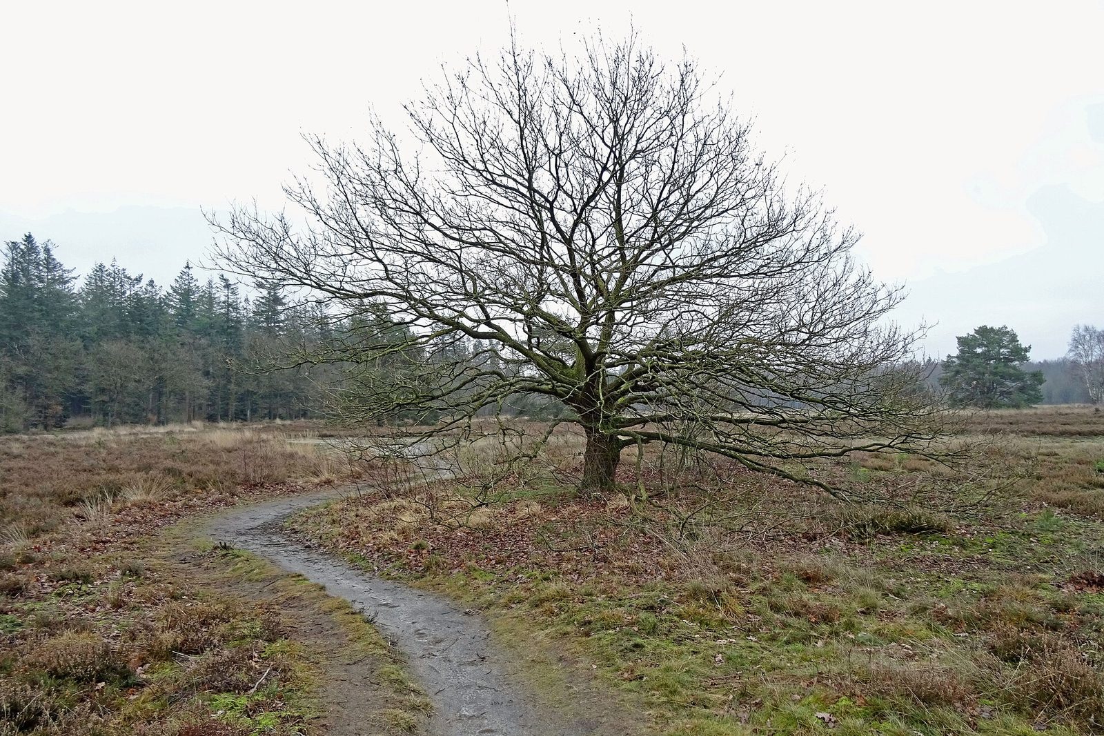MTB-route Exloo, Hondsrug — foto 1