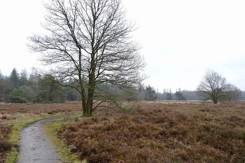 MTB-route Exloo, Hondsrug — foto 3