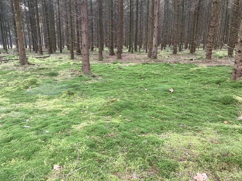 MTB-route Grolloo, Drenthe — foto 3