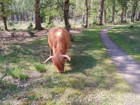 Havelte (Oost) (Gravel), Drenthe — foto 4