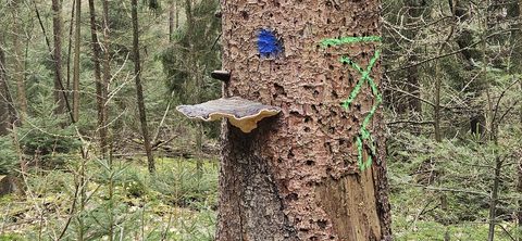 MTB-route Zuidwolde (West), Drenthe — foto 4