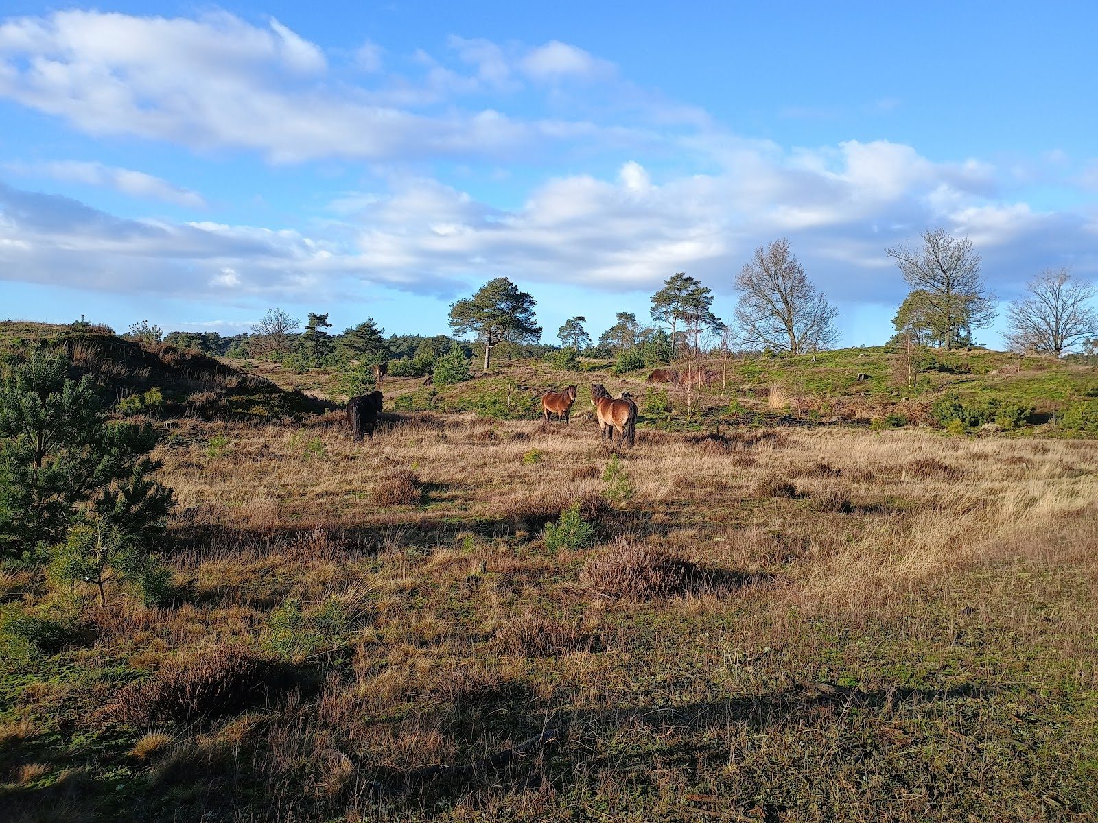 MTB-route Appelscha, Drents-Friese Wold — foto 1