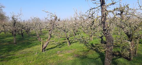 MTB-route Beesd, Gelderland — foto 2