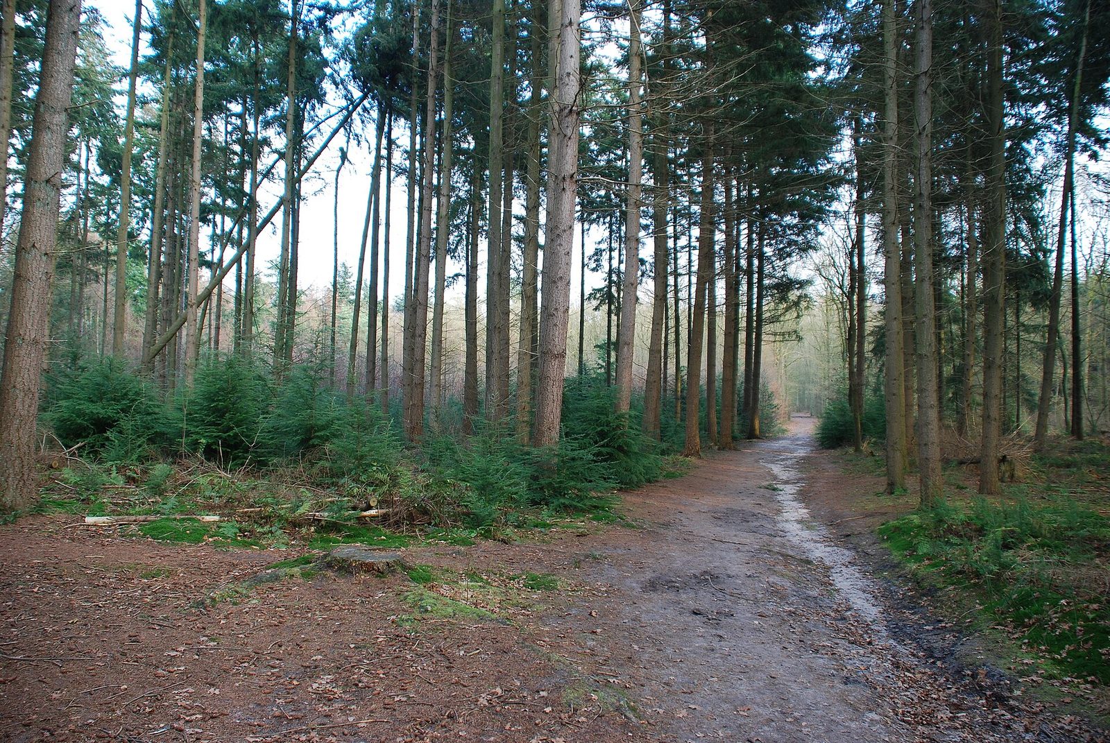 MTB-route Hattem, Gelderland — foto 1