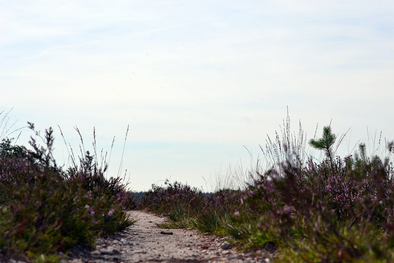 MTB-route Hoenderloo (Kinderroute), Veluwe — foto 1