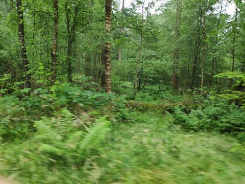 MTB-route Lunteren, Veluwe — foto 4