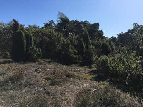 Neede (Gravel), Achterhoek — foto 3