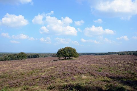 MTB-route Otterlo, Veluwe — foto 2