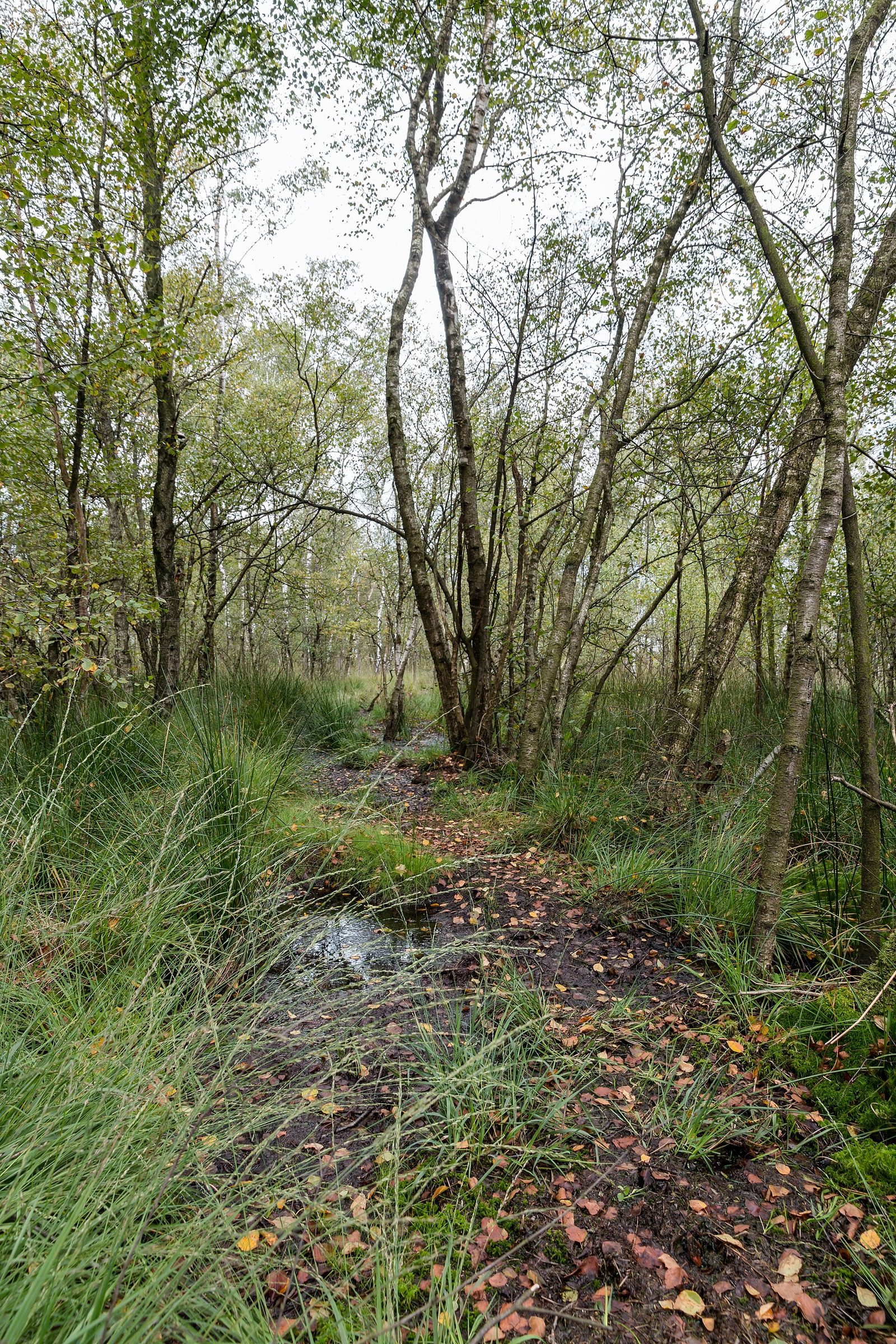 Vragender (Gravel), Achterhoek — foto 1