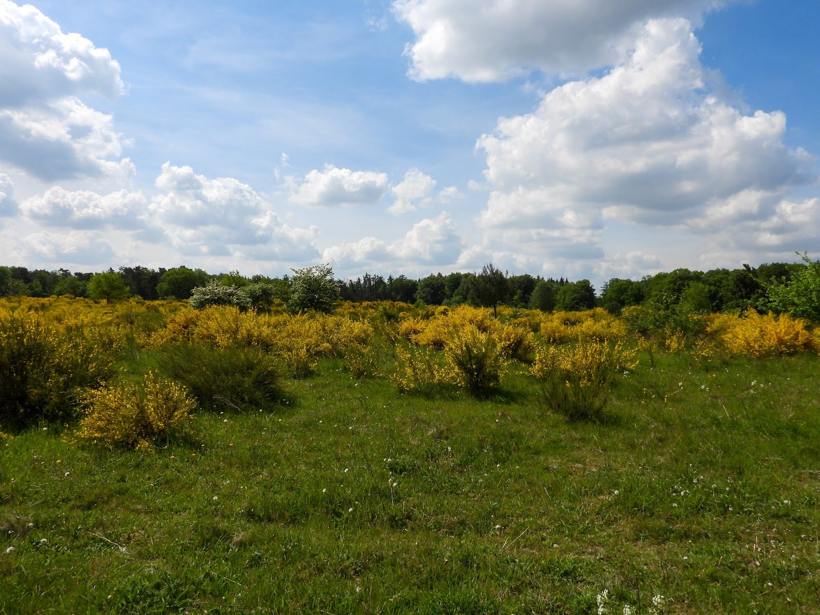 Zeddam (Gravel), Montferland — foto 1