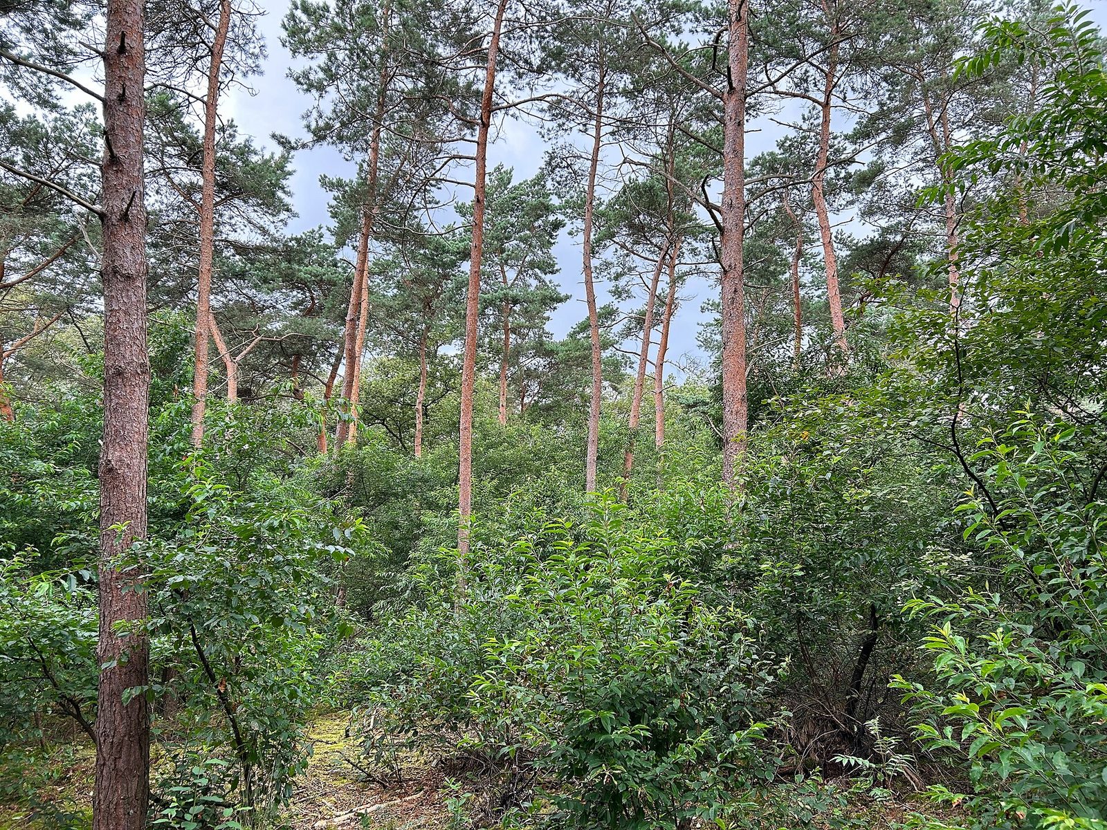 MTB-route Kronenberg, Limburg — foto 1