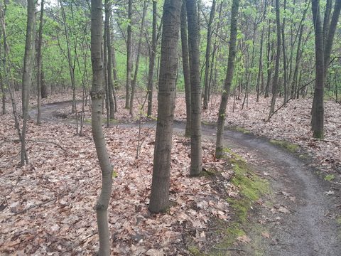 MTB-route Meijel, De Peel — foto 2