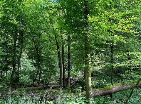 MTB-route Vijlen, Zuid-Limburg — foto 4