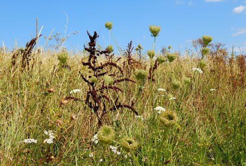 MTB-route Bergen op Zoom (Col du Kragge), Brabantse Wal — foto 3