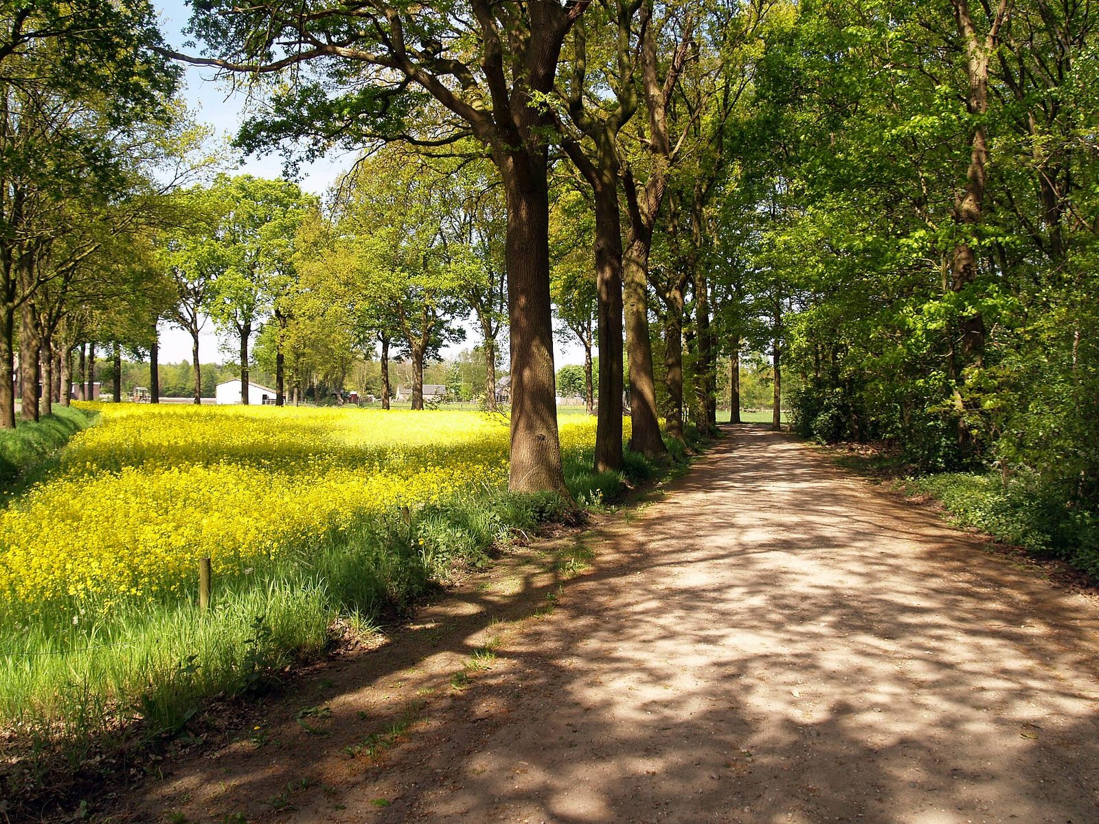 MTB-route Berlicum, Het Groene Woud — foto 1