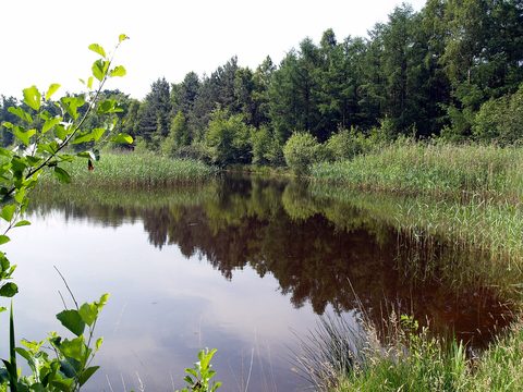 MTB-route Berlicum, Het Groene Woud — foto 4