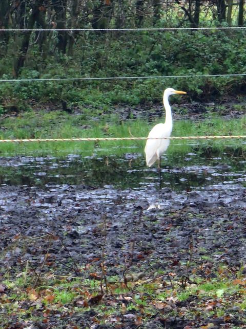 MTB-route Deurne (Walsberg), De Peel — foto 3