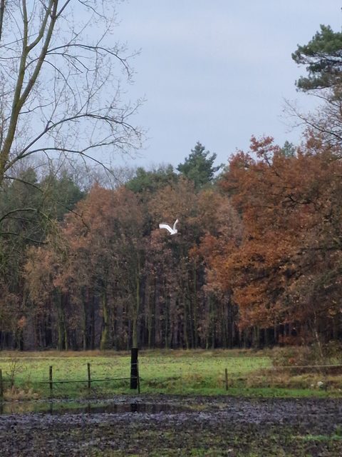 MTB-route Deurne (Zandbos), De Peel — foto 2