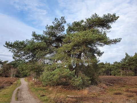 MTB-route Heeze, Noord-Brabant — foto 3