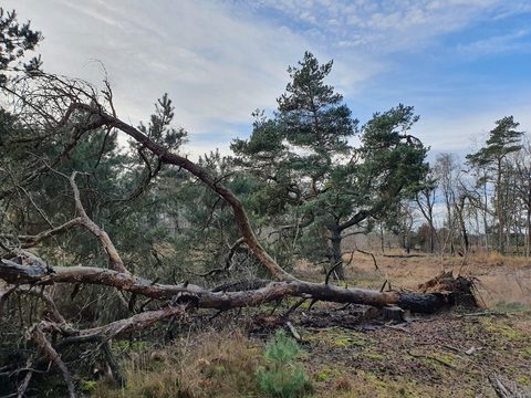 MTB-route Heeze, Noord-Brabant — foto 4