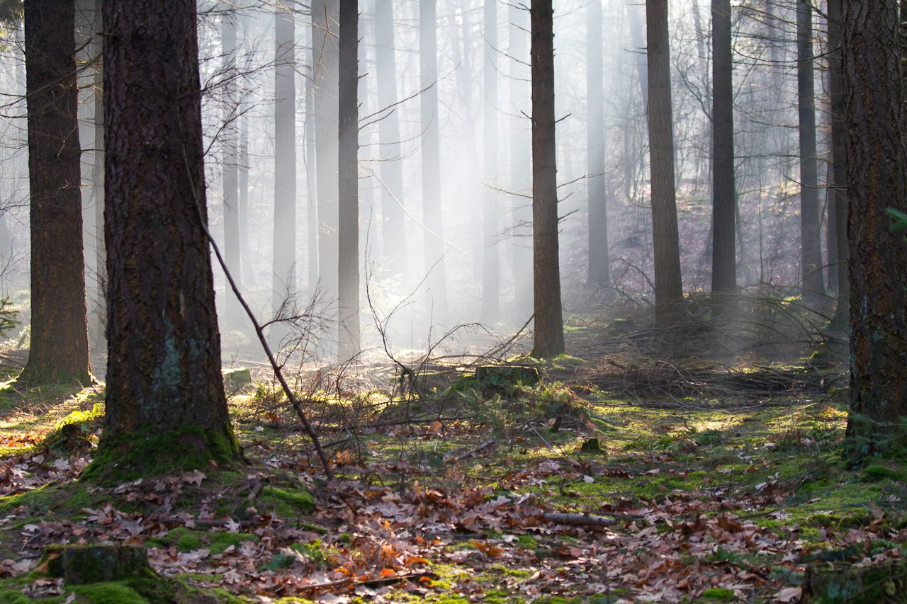 MTB-route Herpen, Maashorst — foto 1