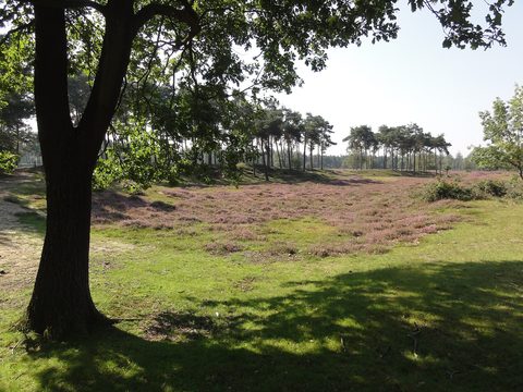 MTB-route Herpen, Maashorst — foto 2