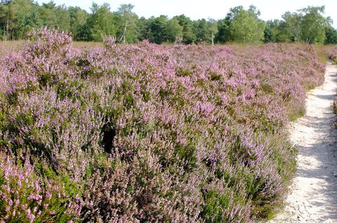 MTB-route Rucphen, Noord-Brabant — foto 2