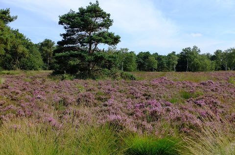 MTB-route Rucphen, Noord-Brabant — foto 3