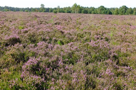 MTB-route Rucphen, Noord-Brabant — foto 4