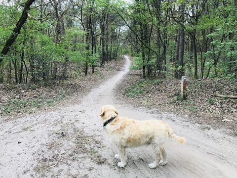 MTB-route Teteringen, Noord-Brabant — foto 4
