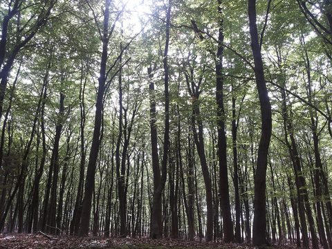 MTB-route Hellendoorn, Sallandse Heuvelrug — foto 3