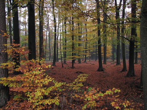MTB-route Losser, Twente — foto 3