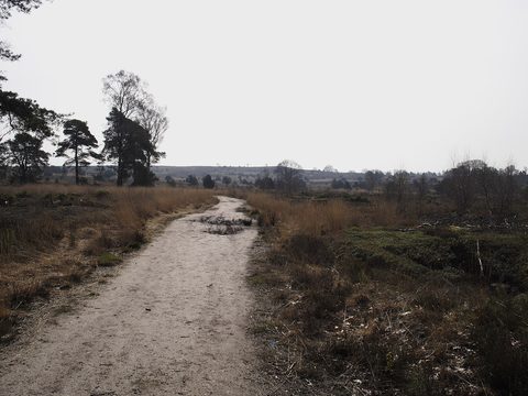 MTB-route Nijverdal, Sallandse Heuvelrug — foto 3