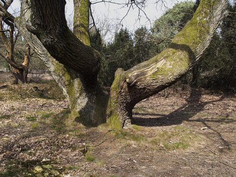 MTB-route Nijverdal, Sallandse Heuvelrug — foto 4