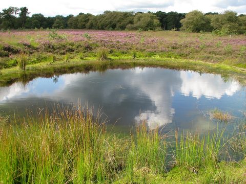 MTB-route Ommen, Overijssel — foto 3