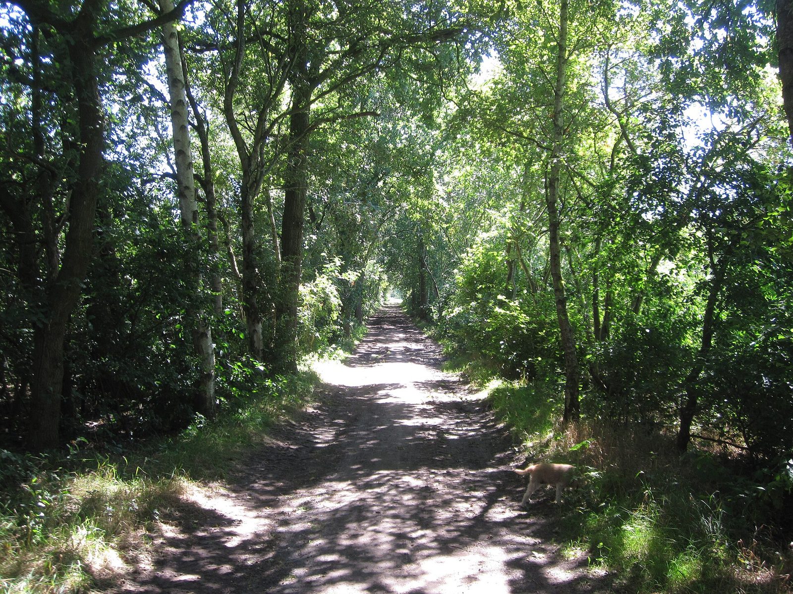 MTB-route Sibculo, Twente — foto 1