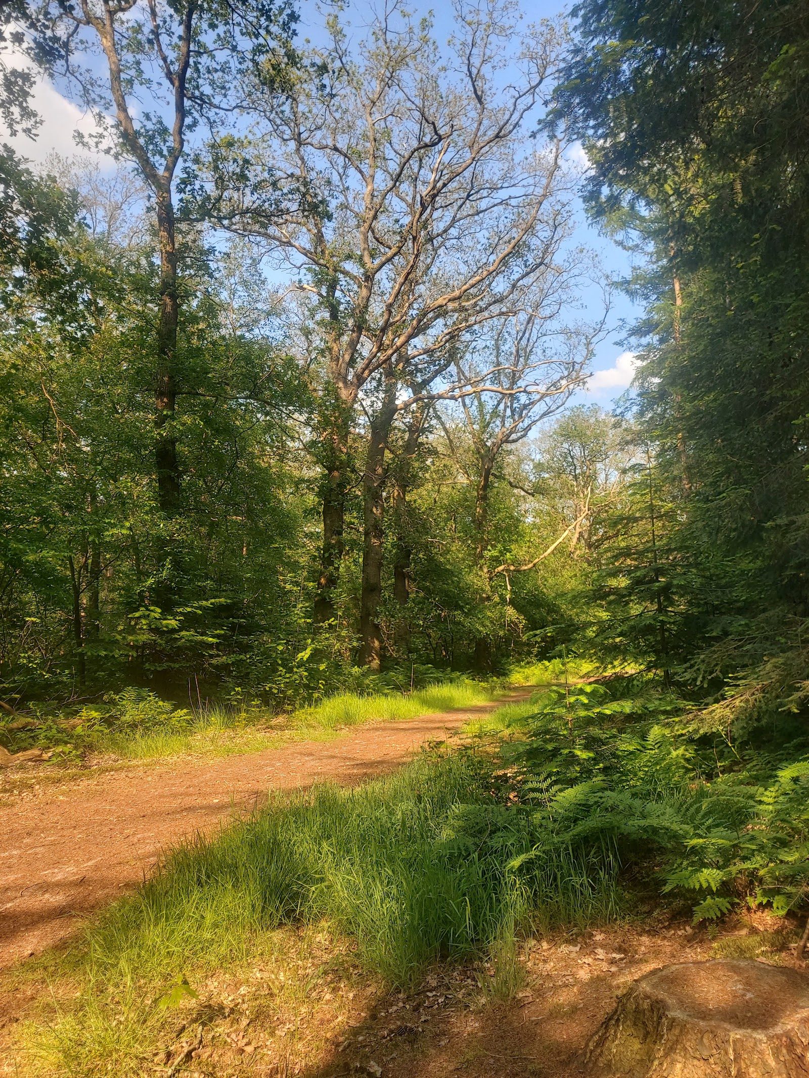 MTB-route Stegeren, Overijssel — foto 1