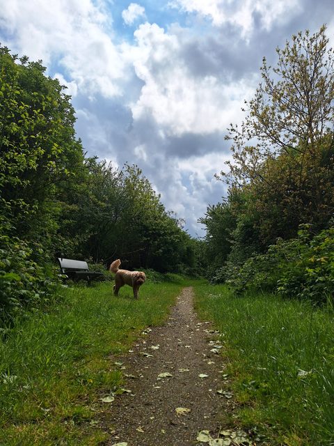 MTB-route Rozenburg, Zuid-Holland — foto 3