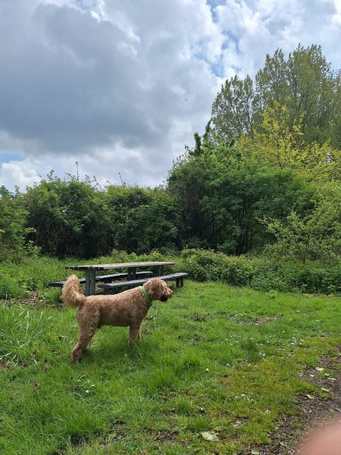 MTB-route Rozenburg, Zuid-Holland — foto 4